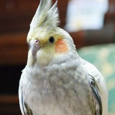 codemaniac73's profile picture.