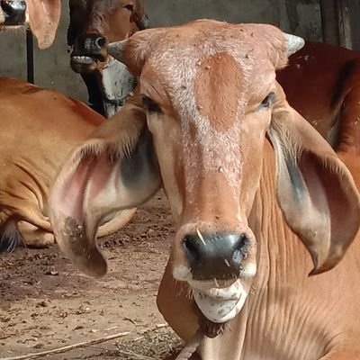 Rahul algotar