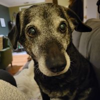 Felix the Dog 🐕 (@felixthedogva) 's Twitter Profile