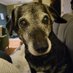 Felix the Dog 🐕 (@felixthedogva) Twitter profile photo Felix the Dog 🐕 (@felixthedogva) Twitter profile photo
