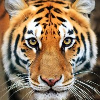 وسيم/Al tiger (@altiger_btc) 's Twitter Profile
