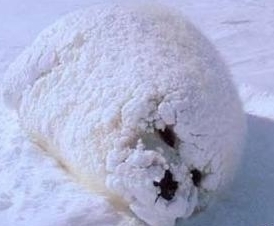 creamsooup's profile picture. 