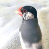 mBw3ZV2Qde9SOKp's profile picture. todokeru,(@todokeru_engeki)所属 鳥乃ふみです！🐥