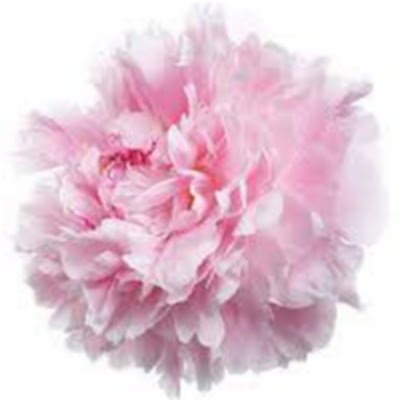 crs447716's profile picture. 