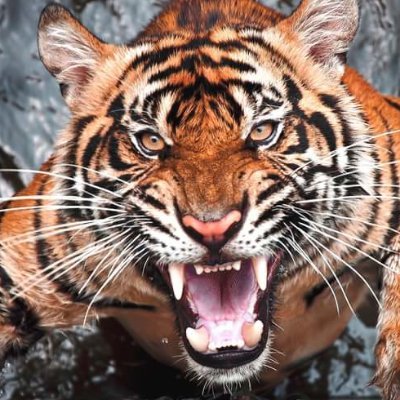 Neko_Shokunin2's profile picture. padre