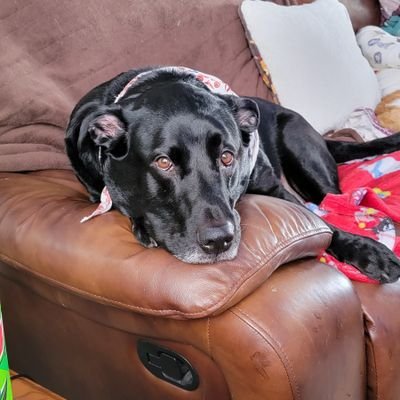keri121376's profile picture. Loves the KC Royals, Chiefs,NASCAR,WWE, Marvel, and my dogs. Musically stuck in the 90's. Still haven't figured out what I want to be when I grow up.
