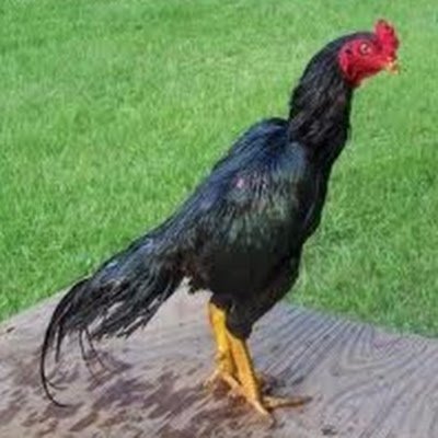 SeralSeralathan's profile picture. 