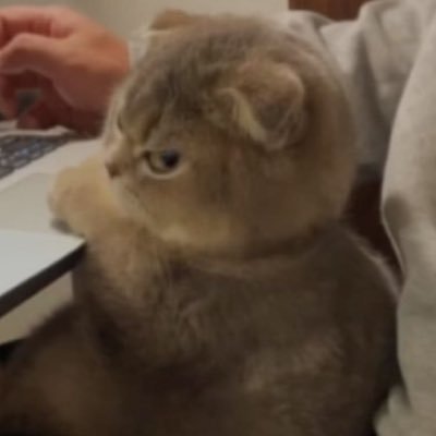 maciatosushi's profile picture. 