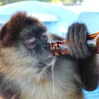 DrunkstMonkey(@Drunkstmonkey) 's Twitter Profile Photo