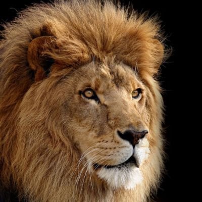 magiciansa's profile picture. A lion doesn't concern itself with the opinion of sheep.