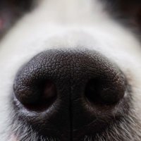 Sniff Racing (@andrewsniffer) 's Twitter Profile
