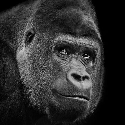 Unodelos12monos's profile picture. “Todos los que parecen estúpidos, lo son y, además también lo son la mitad de los que no lo parecen”. - Francisco de Quevedo