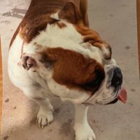 Bulldogstar (@aubreyjostar) 's Twitter Profile
