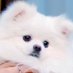 🍪 (@ooopup) Twitter profile photo 🍪 (@ooopup) Twitter profile photo