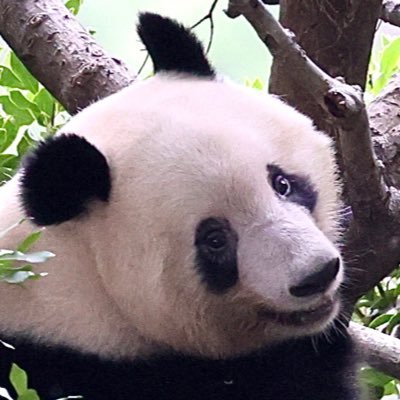 q0w0p_gcp_panda Profile Picture