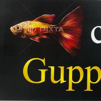 グッピー専門店の、guppy shop connectです。 宜しくお願いします🤲 0298463107国内グッピーのスタンダード！ショースタンダードを中心にやっております。 魚の日常などを載せていきたいと思っております。宜しくお願いします🙇‍♀️ ヤフオクに載せた時など載せて頂きます。🤗