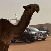 يوسف مشعل الملحم (@l_almlhm) 's Twitter Profile