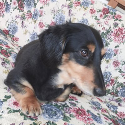 ul_qt's profile picture. ごくごく普通の主婦です。コロナを通してワクチンの恐ろしさを知りました。 2年前まで介護士をしており、今はスポーツジムで仕事をしております。 仕事を通して健康であることの大事をしみじみと実感しております。 皆様、無言フォロー申し訳ございません。皆様の投稿大変勉強になります。よろしくお願い致します。