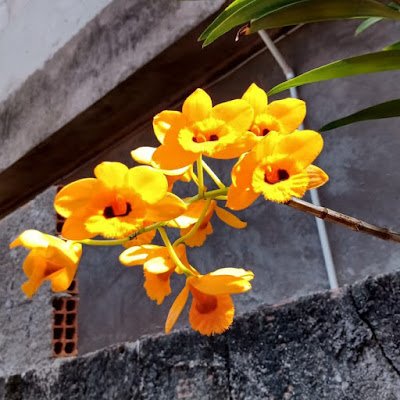 HilariaEdite's profile picture. 