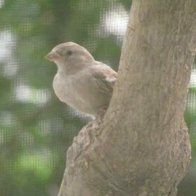 sharma_36_0's profile picture. Learner