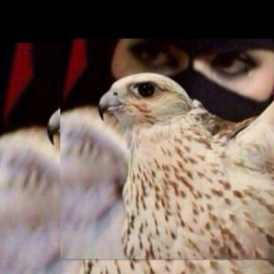 hy_hanaa's profile picture. شاعره وعضوه بجمعية الشعر و الشعراء السعوديين … لي ديوان تم اصداره ٢٠١٩ ... متفرده بابياتي متميزه بقصائدي .. شاركت بشاعر الراية 🌹