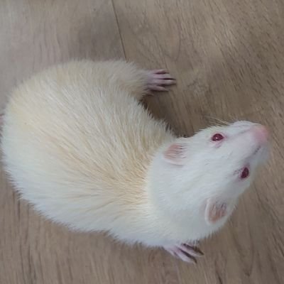 うめ子さんのプロフィール画像