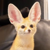 FENEKORO_NFTART (@graeme_watkins) 's Twitter Profile