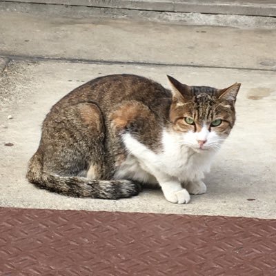 ふかみどりさんのプロフィール画像