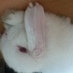 Profile Picture of Henry The Cute Bunny (@HenryIsSoCute) on Twitter