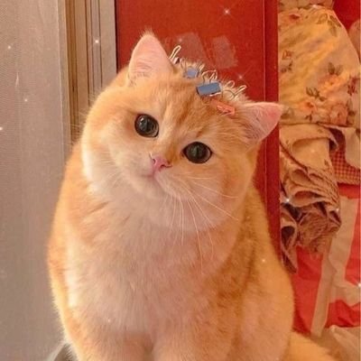 hi