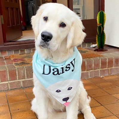 DaisytheGoldie Profile Picture