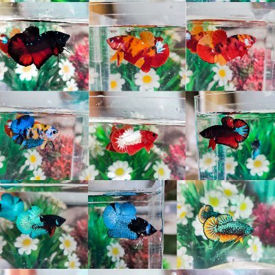 Hi, I'm Andrew a collector and also a breeder of betta splendens fish from Indonesia. My goal for entering NFT is to introduce various types of Genetic Betta 👍