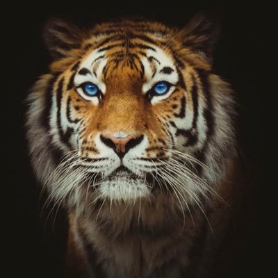 BrianUSA01's profile picture. Brave Reliable Intelligent Aspiring Noble