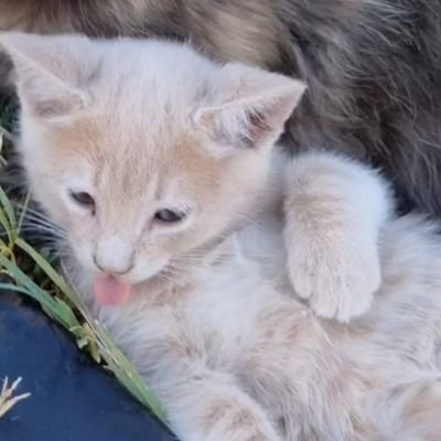 frankcamposc's profile image