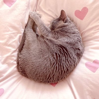 Yさんのプロフィール画像