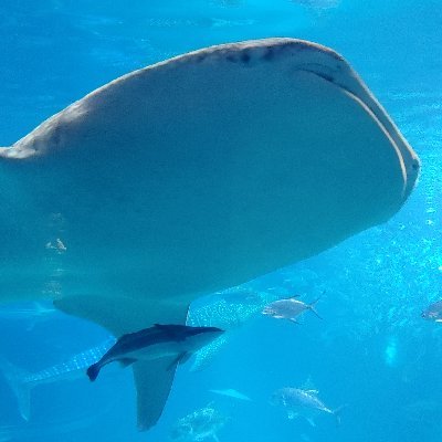 Rimsenchi 🐋 Live2dさんのプロフィール画像