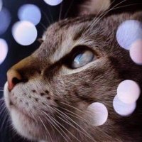 Lesly Chi (@leslychi185) 's Twitter Profile