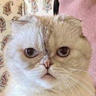 taylor133333333's profile picture. ATMTS13💋
👃👃🐏🐭🌶️