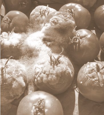 TheUglyCSA's profile picture. Spreading the word to eat local and support local farmers. Operation Honesty.