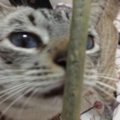 meow