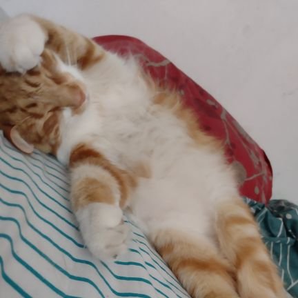 javi_lucha's profile picture. #Boricpresidente