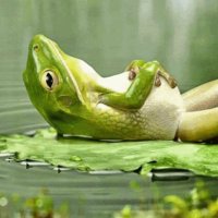 0xToad (@0xtoad3) 's Twitter Profile