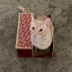 katattacks Profile