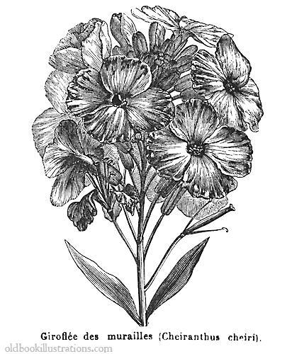 A little urban wallflower