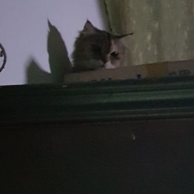 kochenggembrot's profile picture. 5yo