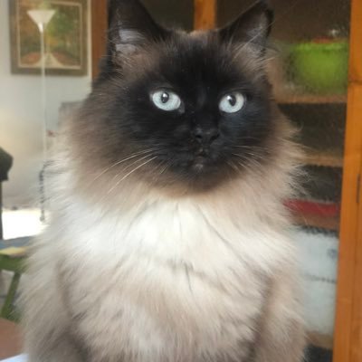 ObiolNini's profile picture. Ciències @politiquesUAB & Màster Professorat Secundària.  Opinions personals #CatalunyaNord