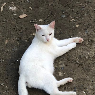 mangrielle's profile picture. 