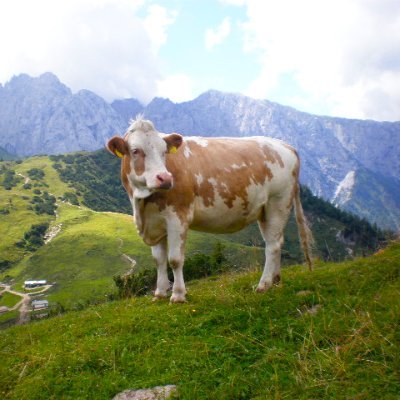 Ich wandere in Deutschland & Europa durch die Natur und mache Fotos von Pflanzen, Tieren, Flüssen, Seen sowie schönen Panorama Szenerien