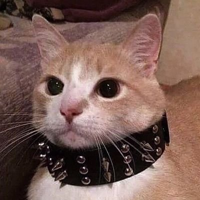 Hun_ee_bee's profile picture. maybe I am a freak and a weirdo