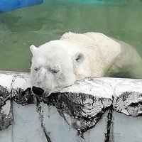 シロクマ@ゆっくり捨て活(@lazy_polar_bear) 's Twitter Profile Photo